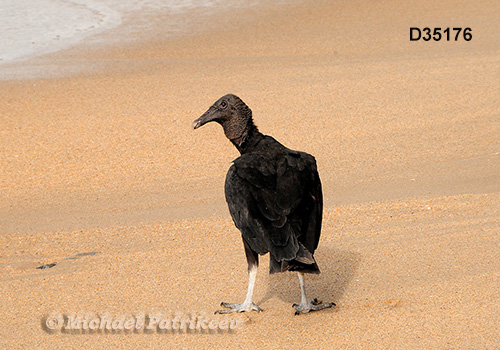 American Black Vulture (Coragyps atratus)